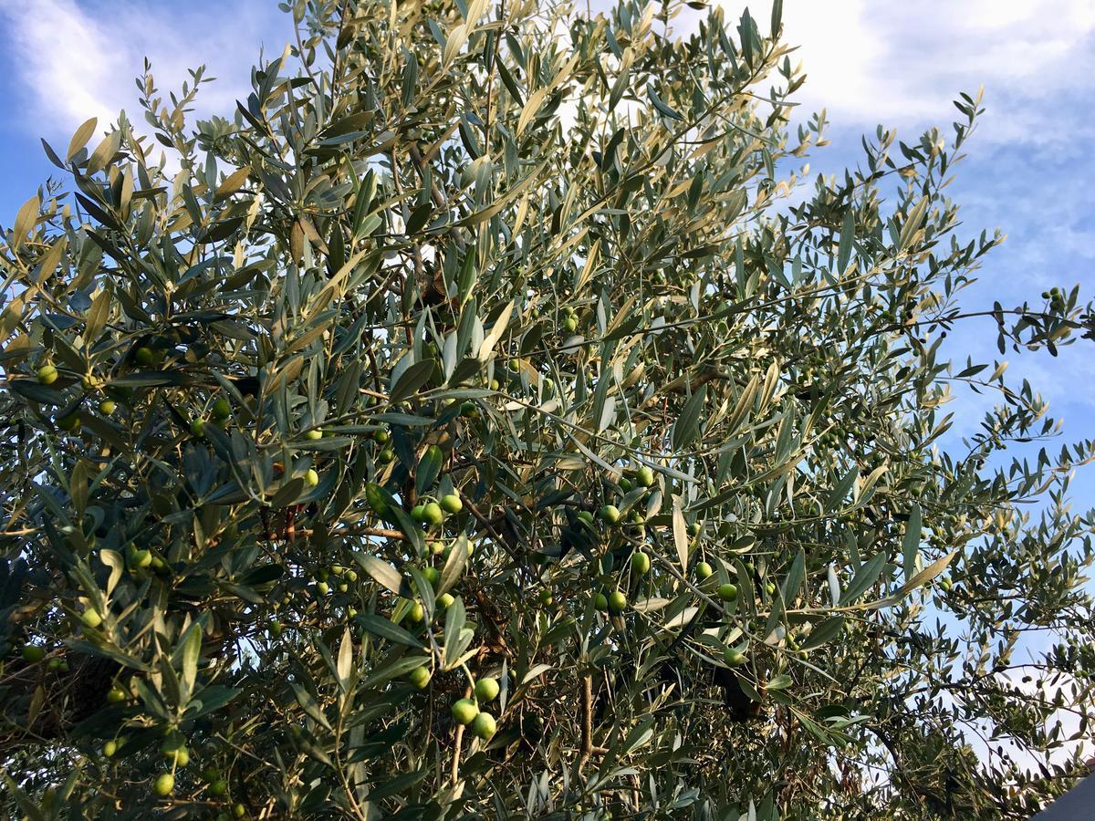C'Era Una Volta Podere San Giovanni Fossacesia Eksteriør bilde